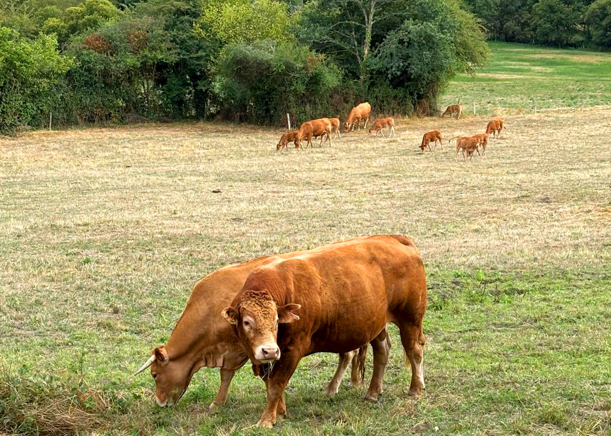 Welkom whatsapp image 2025 07 20 at 18.23.21